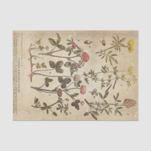 Vintage Flowers Diagram Scientific Decoupage Tissue Paper