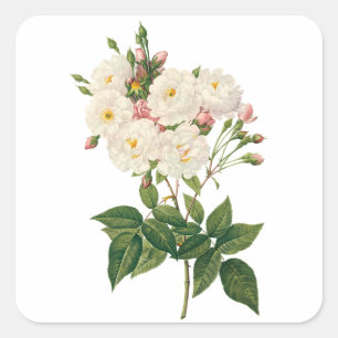 Vintage Flowers Floral Blush Noisette Rose Redoute Square Sticker