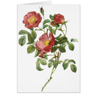 Vintage Flowers Floral Red Rose of Love by Redoute