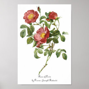 Vintage Flowers Floral Red Rose of Love by Redoute Poster