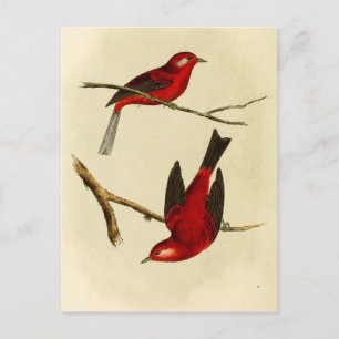 Vintage Flycatcher Bird Postcard