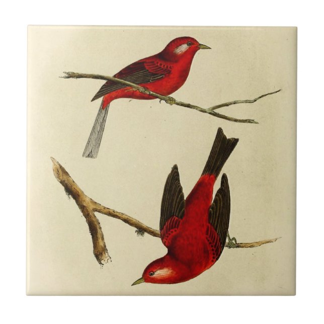 Vintage Flycatcher Bird Tile (Front)