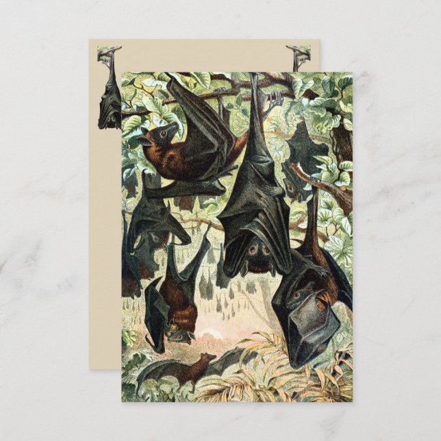 Vintage flying fox bat acadamia illustration  invitation (Front/Back)