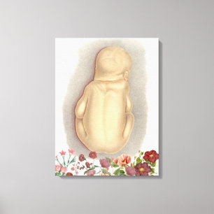 Vintage foetal anatomy canvas art