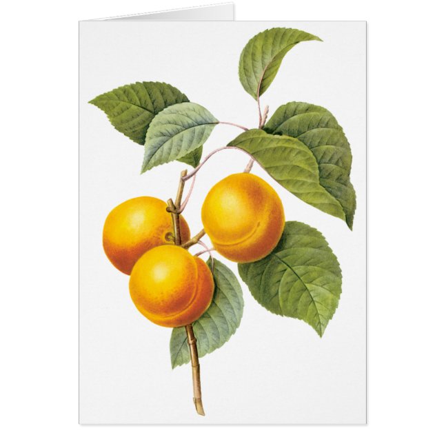 Vintage Food Fruit, Apricot Peach by Redoute (Front)