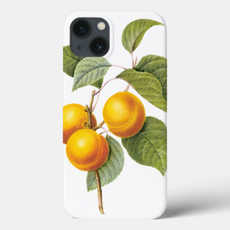 Vintage Food Fruit, Apricot Peach by Redoute iPhone 13 Case