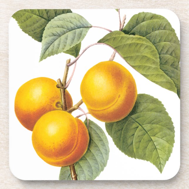 Vintage Food Fruit, Apricot Peach by Redoute Coaster (Front)