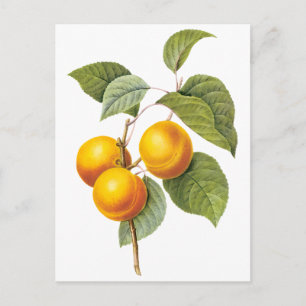 Vintage Food Fruit, Apricot Peach by Redoute Postcard