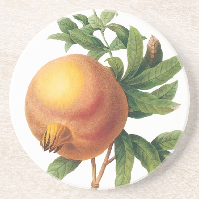 Vintage Food Fruit, Pomegranate by Redoute Coaster (Front)