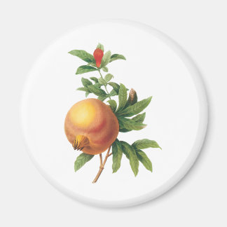 Vintage Food Fruit, Pomegranate by Redoute Magnet