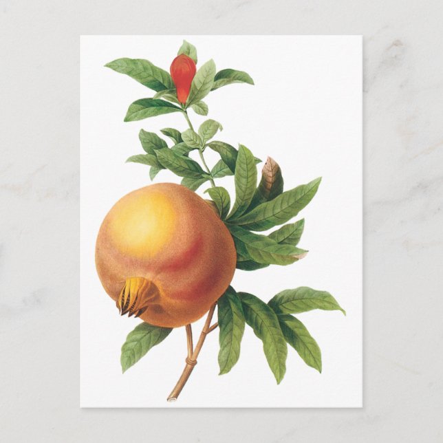 Vintage Food Fruit, Pomegranate by Redoute Postcard (Front)