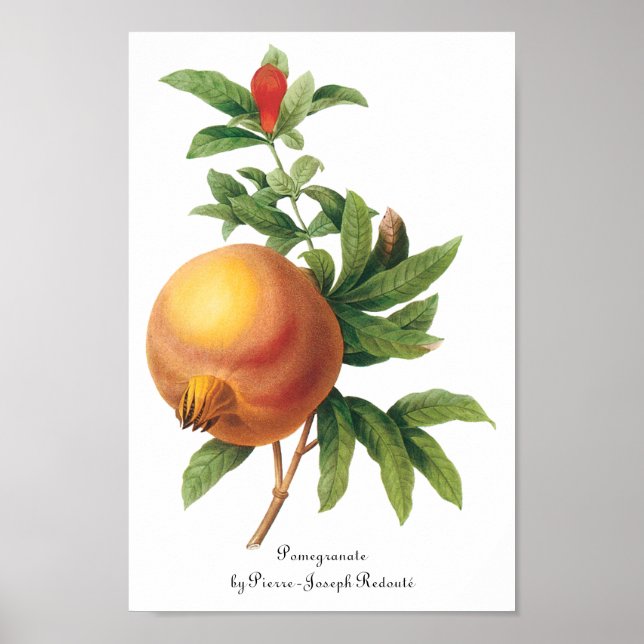 Vintage Food Fruit, Pomegranate by Redoute Poster (Front)