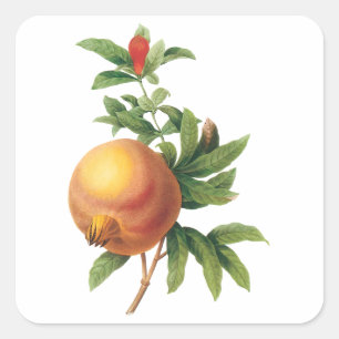 Vintage Food Fruit, Pomegranate by Redoute Square Sticker