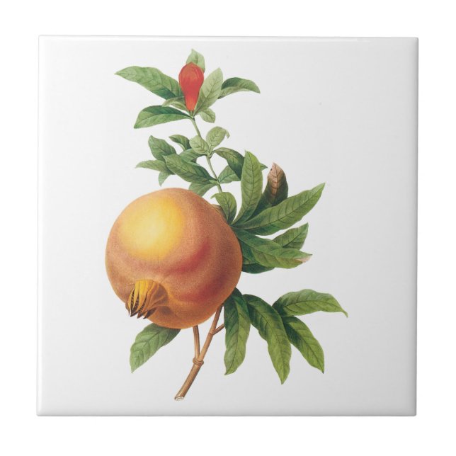 Vintage Food Fruit, Pomegranate by Redoute Tile (Front)