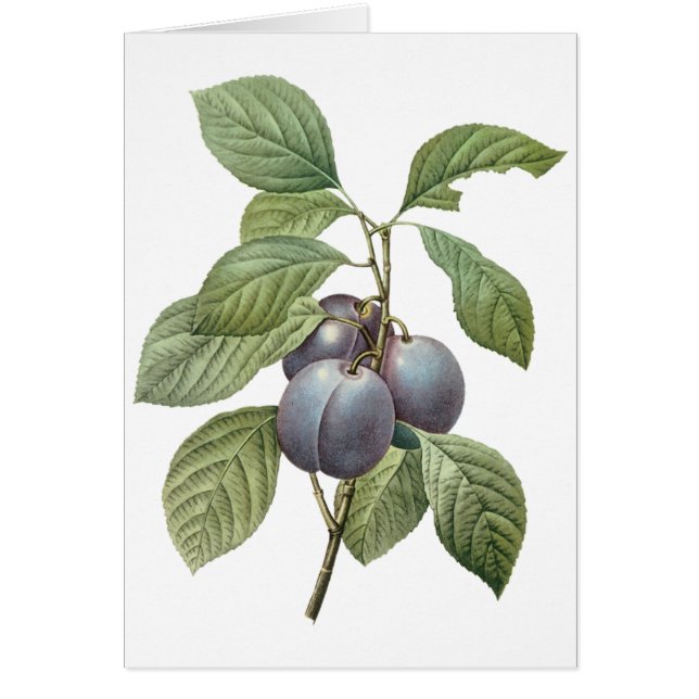 Vintage Food Fruit, Purple Garden Plums by Redoute (Front)