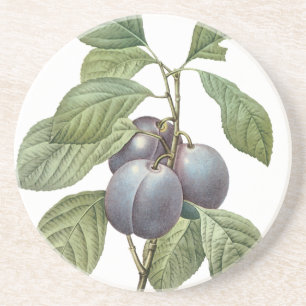 Vintage Food Fruit, Purple Garden Plums by Redoute Coaster
