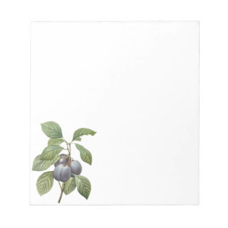 Vintage Food Fruit, Purple Garden Plums by Redoute Notepad