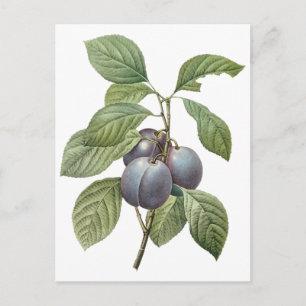 Vintage Food Fruit, Purple Garden Plums by Redoute Postcard