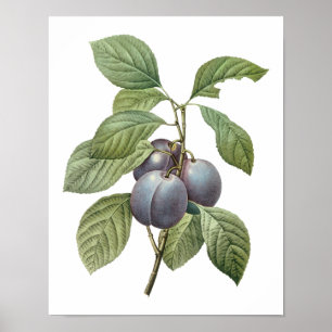 Vintage Food Fruit, Purple Garden Plums by Redoute Poster