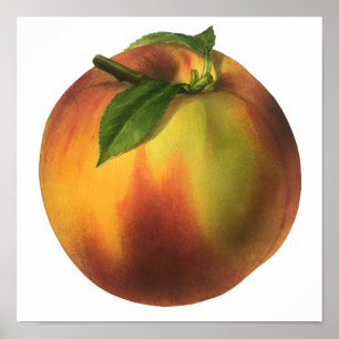 Vintage Food Fruit, Ripe Organic Peach with Leaf Poster