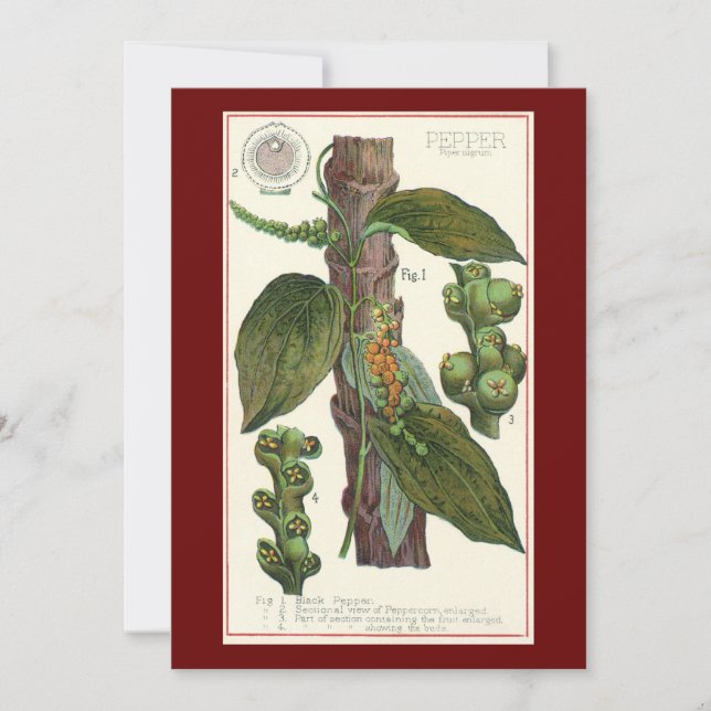 Vintage Food Herbs Spices, Black Pepper Plant (Front)