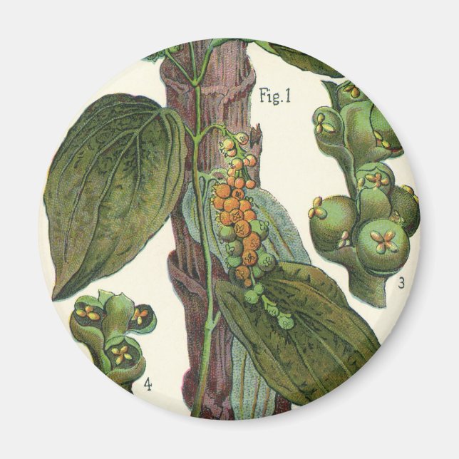 Vintage Food Herbs Spices, Black Pepper Plant Magnet (Front)