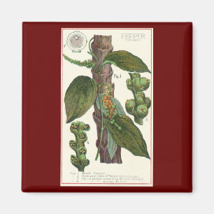 Vintage Food Herbs Spices, Black Pepper Plant Magnet