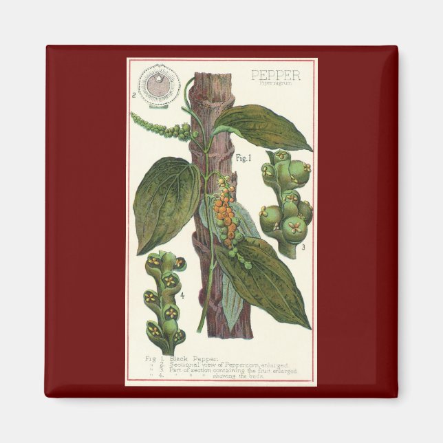 Vintage Food Herbs Spices, Black Pepper Plant Magnet (Front)