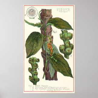 Vintage Food Herbs Spices, Black Pepper Plant Poster