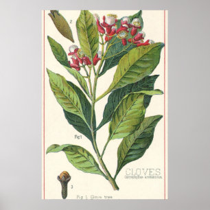 Vintage Food Herbs Spices, Botany of Cloves Poster