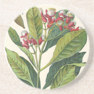 Vintage Food Herbs Spices, Cloves Plant Coaster