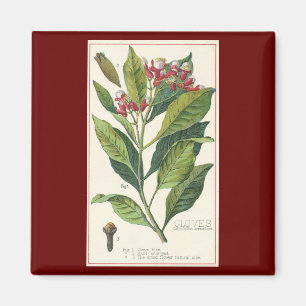 Vintage Food Herbs Spices, Cloves Plant Magnet