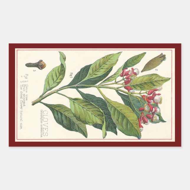 Vintage Food Herbs Spices, Cloves Plant Rectangular Sticker (Front)