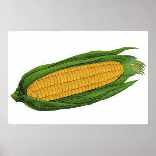 Vintage Food Vegetables; Yellow Corn on the Cob Poster
