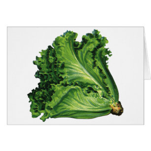 Vintage Foods, Green Leaf Lettuce Vegetables