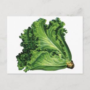 Vintage Foods, Green Leaf Lettuce Vegetables Postcard