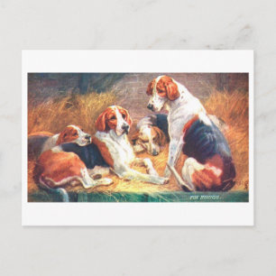 Vintage Fox Hounds Postcard