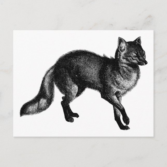 Vintage Fox Postcard (Front)