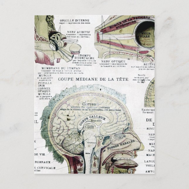 Vintage French Anatomy Postcard (Front)