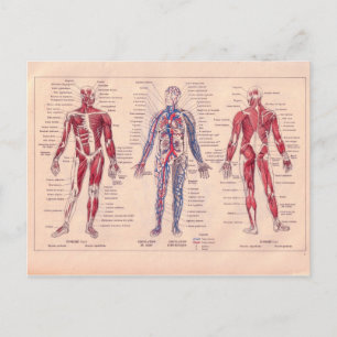 Vintage French diagram of the Human Body Postcard