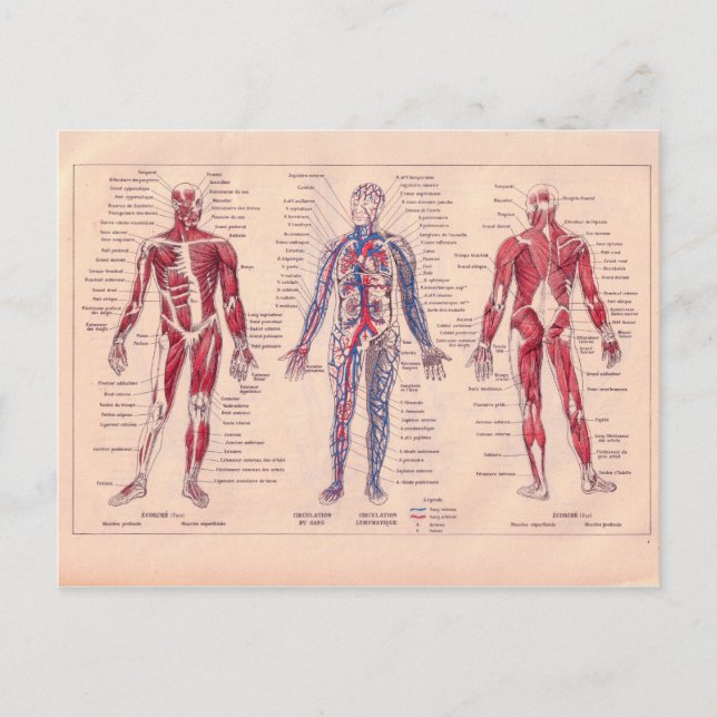 Vintage French diagram of the Human Body Postcard (Front)