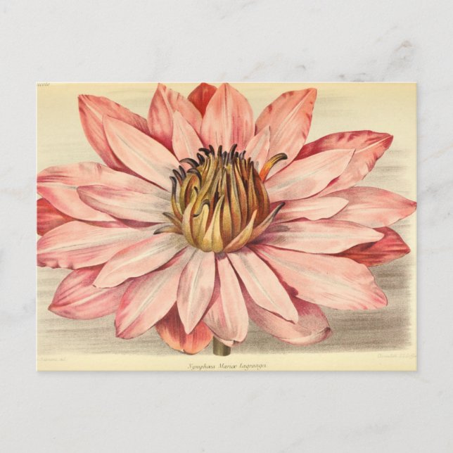 Vintage French Floral Art Pink Postcard (Front)