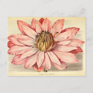 Vintage French Floral Ephemera Decoupage Pink Tiss Postcard