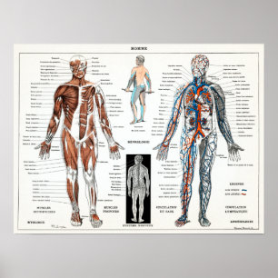 Vintage French Human Anatomy Chart