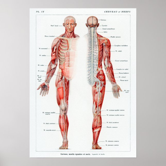 Vintage French Human Anatomy Chart (Front)