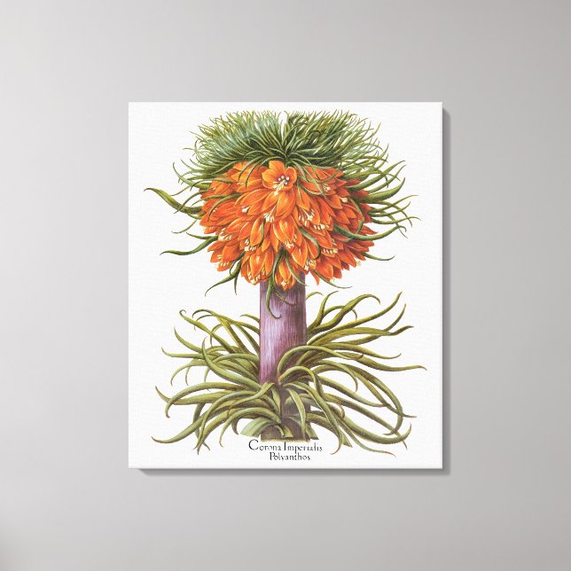Vintage Fritillaria Flowers by Basilius Besler Canvas Print (Front)