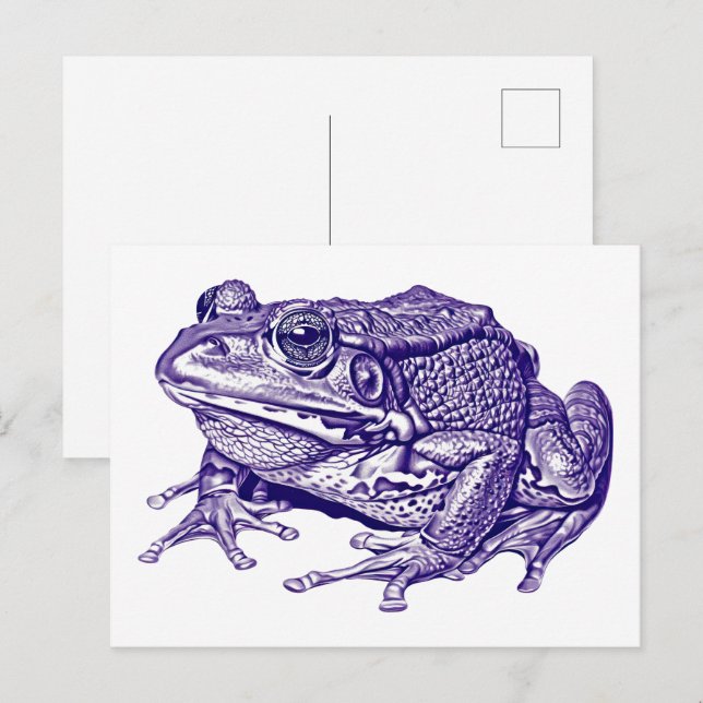 Vintage frog drawing postcard (Front/Back)