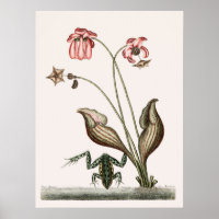 Vintage Frog Illustration