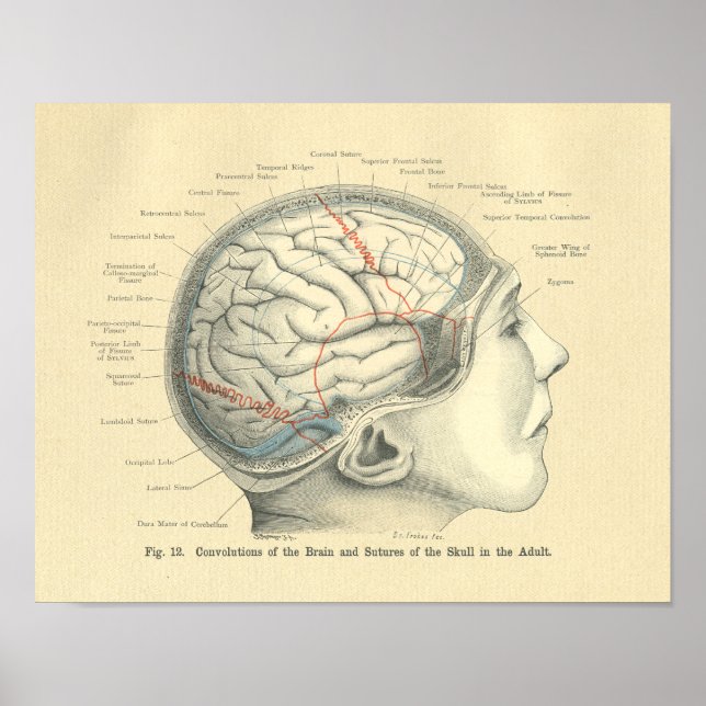 Vintage Frohse Anatomical Brain and Skull Poster (Front)