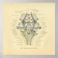 Vintage Frohse Anatomical Brain Dorsal Aspect